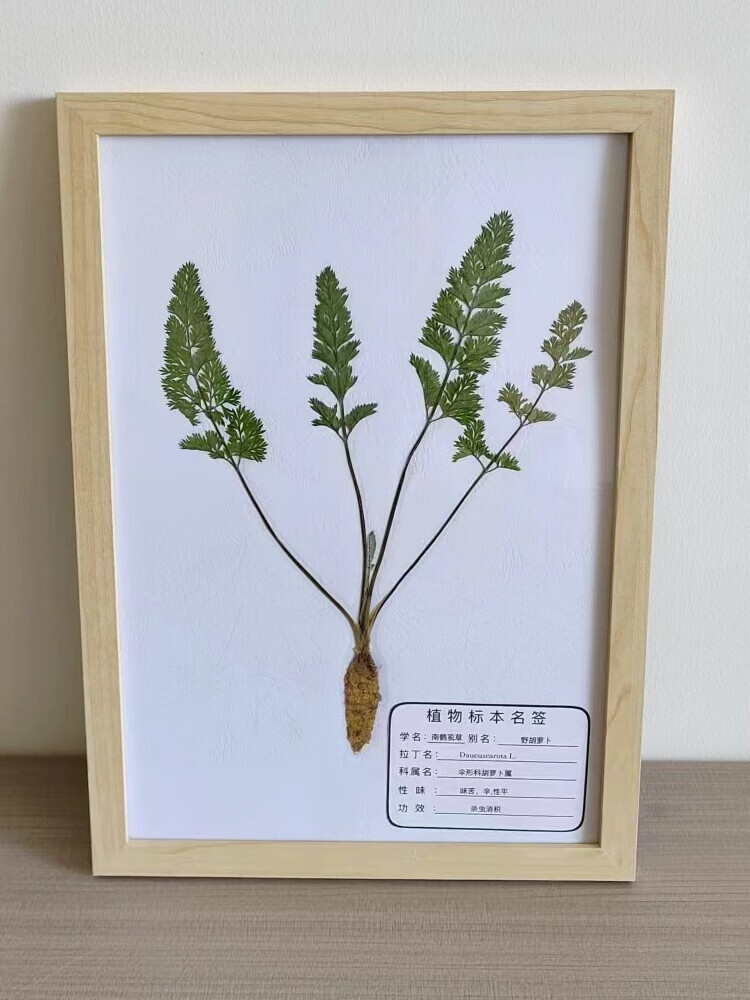 整株植物标本中草药腊叶标本a4大小教学展示塑封成品带框 原木色框