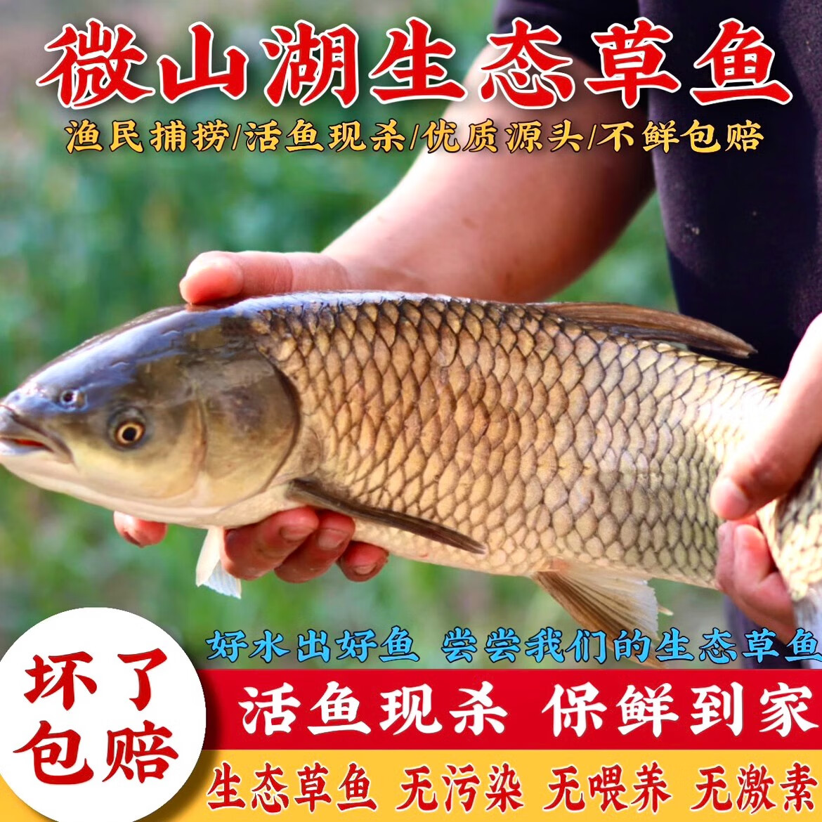 鲜活现杀草鱼大鱼新鲜芦苇鱼野捕微山湖生态鱼水产草混子草青鱼 2斤