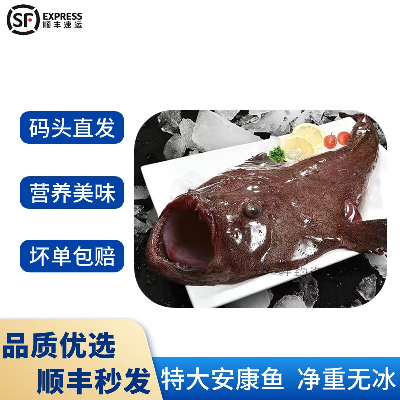 特大新鲜安康鱼 无刺鲜活鮟鱇鱼 8斤-20斤 海捕灯笼鱼丑鱼蛤蟆鱼 单条