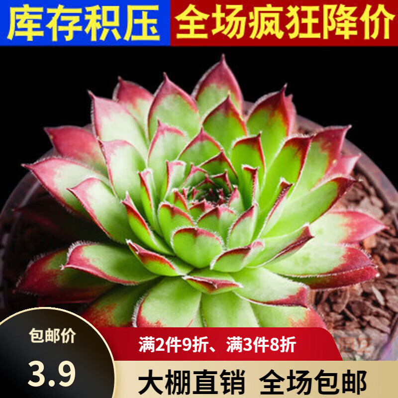 思取多肉植物组合盆栽绿植办公桌面熊童子小熊爪萌新手肉 西瓜红