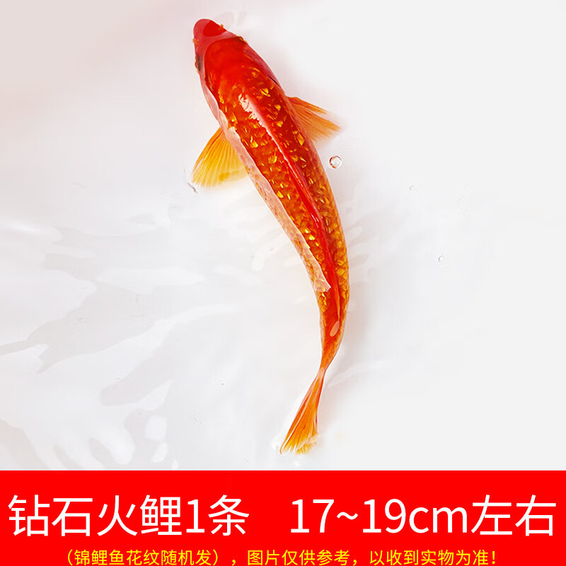 鱼淡水鱼红草金鱼大型好养耐活鱼红鲤鱼小锦鲤 17~19cm 钻石火鲤1条