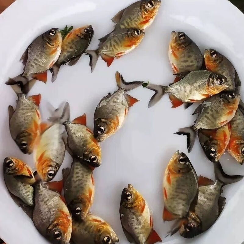 批发鲳鱼白鲳鱼红鲳鱼红腹鲳鱼淡水养殖鱼苗观赏鱼凶猛鱼便宜小鱼活体
