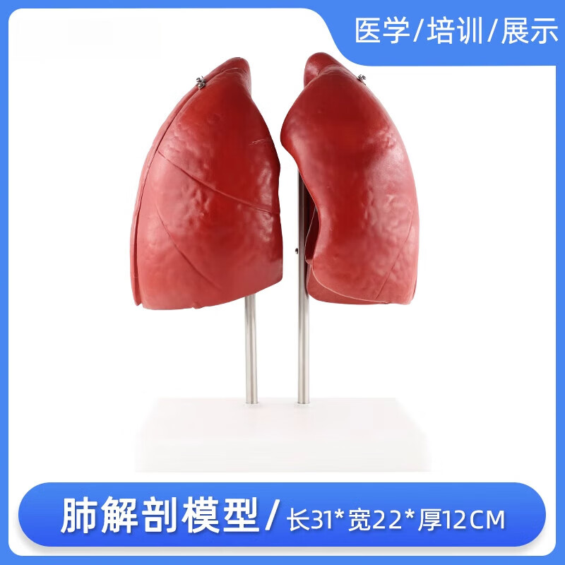 人体肺解剖模型肺部支气管呼吸结构造教学医学教具模型 肺解剖模型