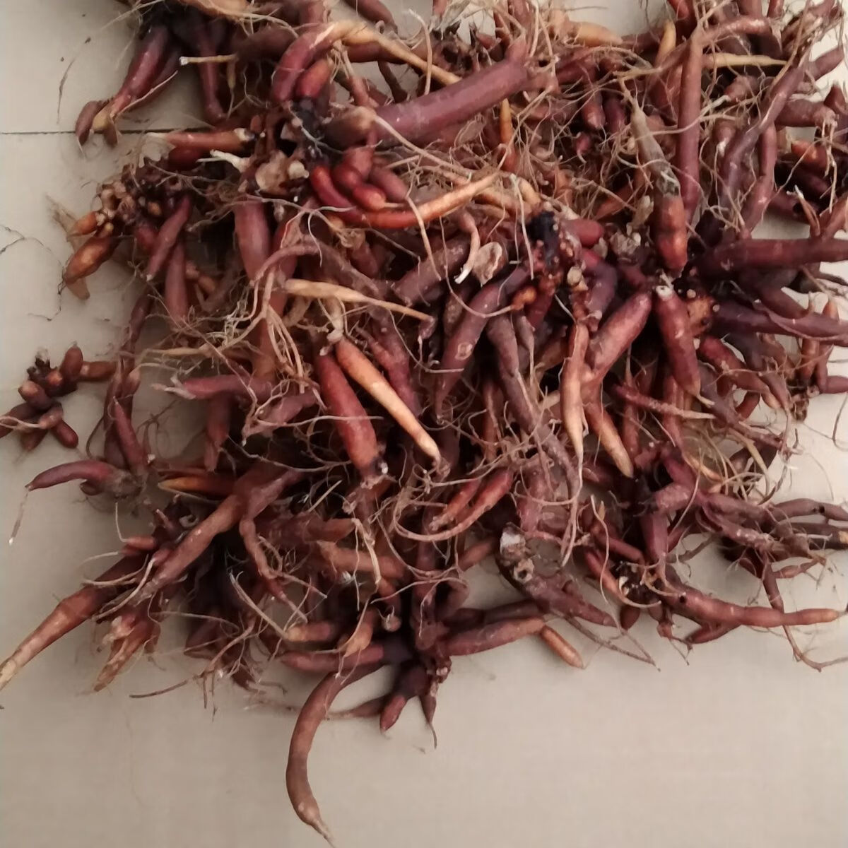 北京同仁堂正宗贵州红活麻红河马活麻草风湿手脚麻木红色小红禾麻