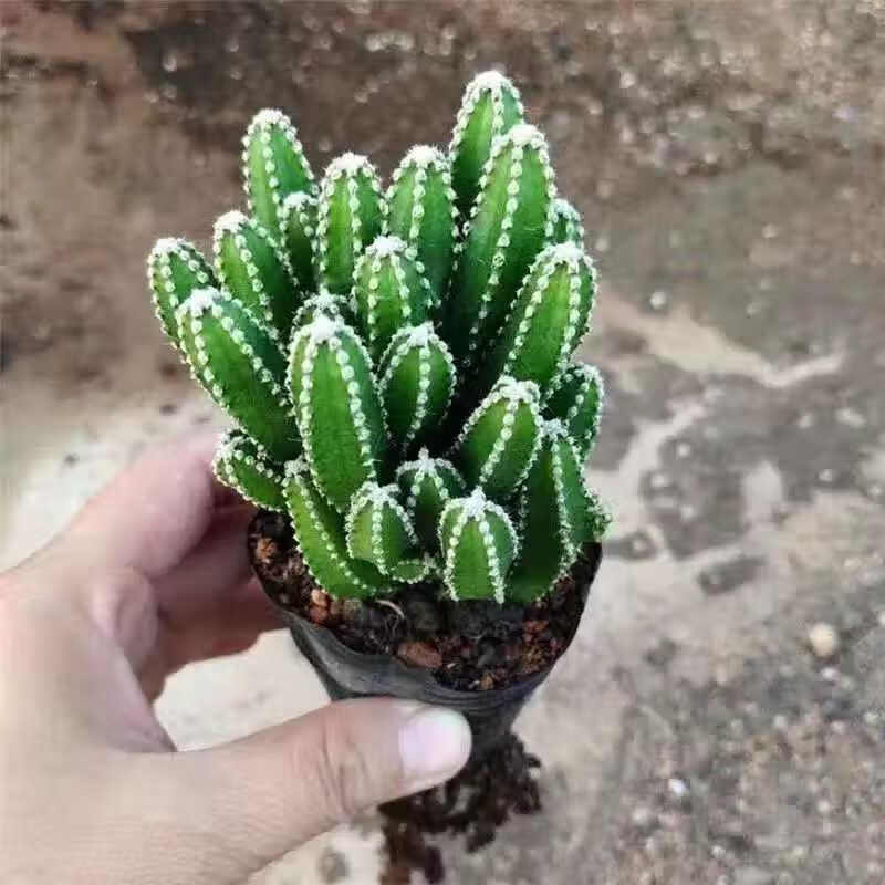 ƶֲ̿ۺ̨ɳĮֲ ɽԼ9cm ʵ