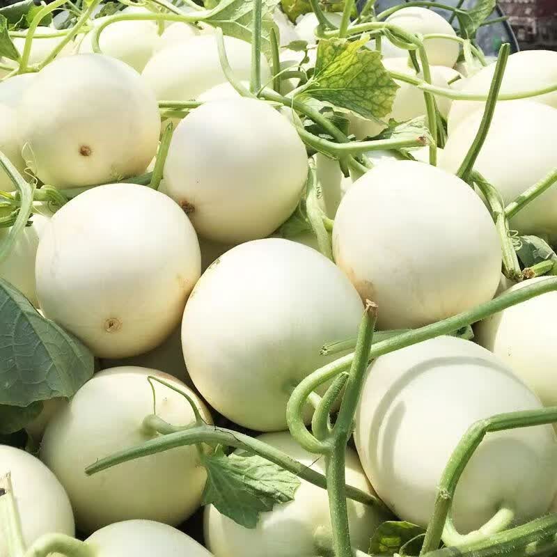 田园东方 ORIENT IDYLL陕西阎良甜瓜 软甜香瓜(红白肉随机放软再吃)新鲜水果生鲜带箱 5斤单果400g起步净重4.5斤