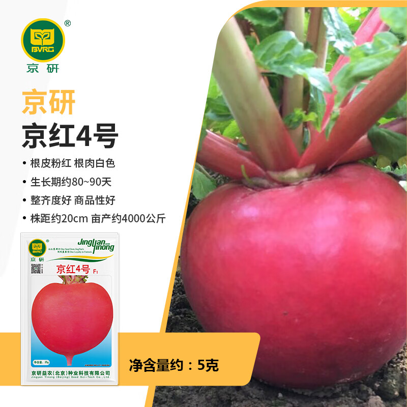 京研蘿卜種子白蘿卜沙窩水果櫻桃蘿卜紅芯胡蘿卜心里陽(yáng)臺(tái)美蔬菜種籽孑 京紅4號(hào)秋播晚抽苔紅蘿卜 25克