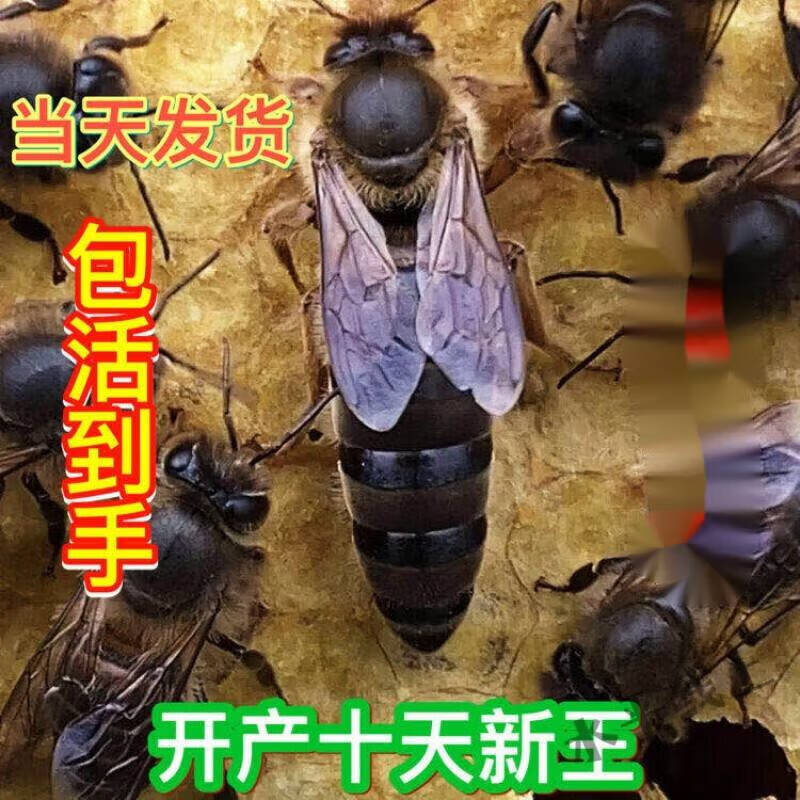 山头林村smvp中蜂蜂王种王种高产蜜蜂蜂王活体产卵王双色杂交王 杂交