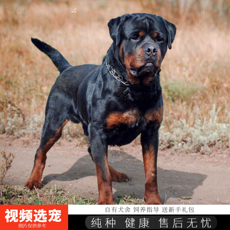 伊宠罗威纳幼犬纯种幼崽宠物狗狗活体小狗活物护卫犬 宠物级 公