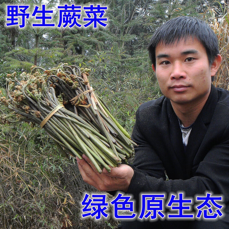 靠森(kaooseen)湖南株洲野生新鲜蕨菜龙爪菜应季蔬菜山野菜厥菜阙菜现