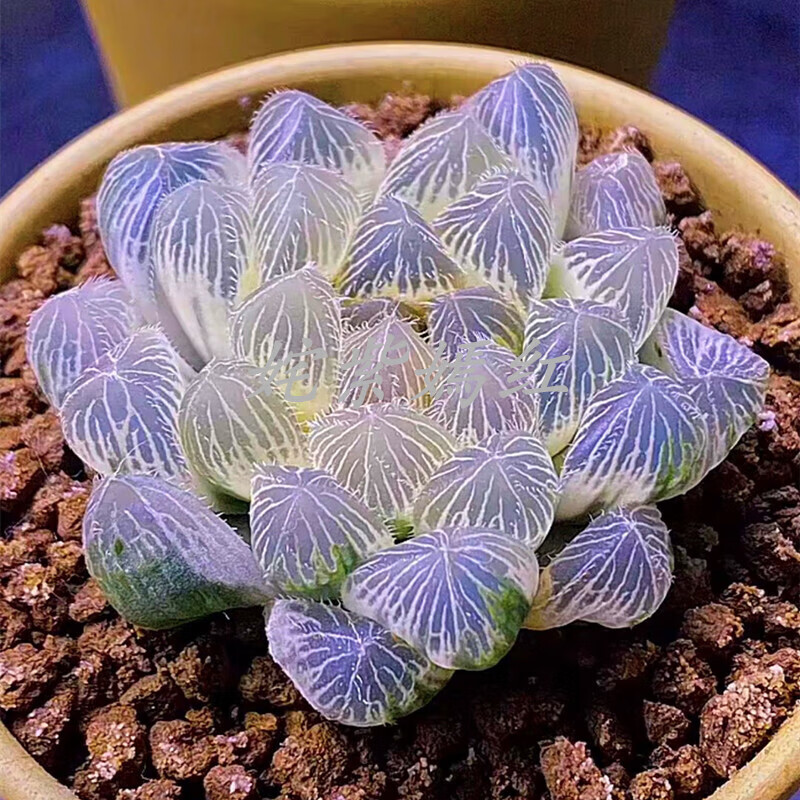 慕景高端稀有品种多肉植物胡斑玉露锦办公室桌面美观盆栽绿植花 简易