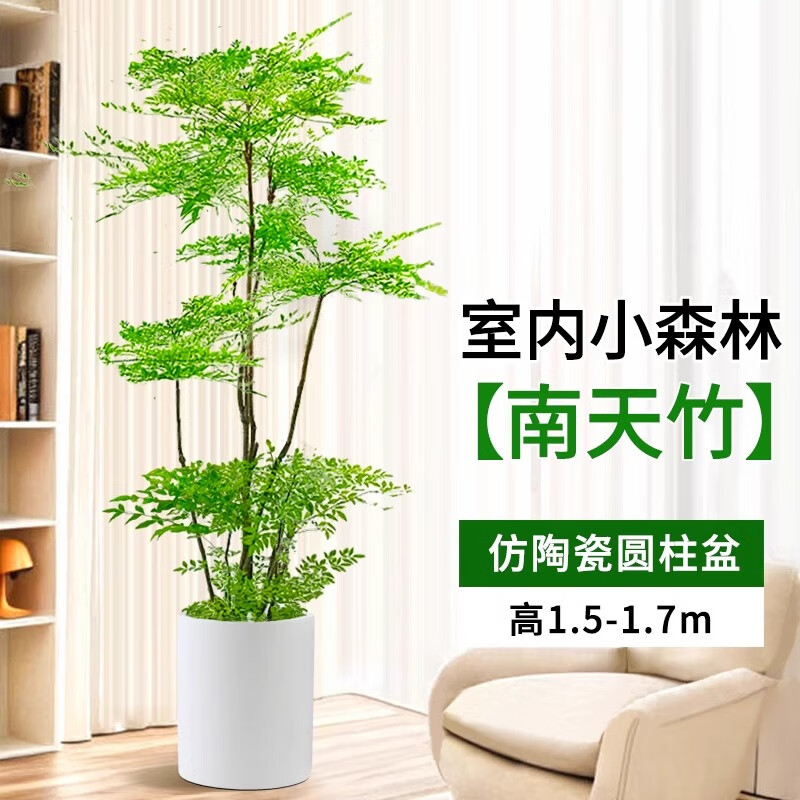 南天竹真树盆栽客厅大型绿植造型老桩办公室内观叶植物 1.5-1.7m【 仿瓷圆柱树脂盆】