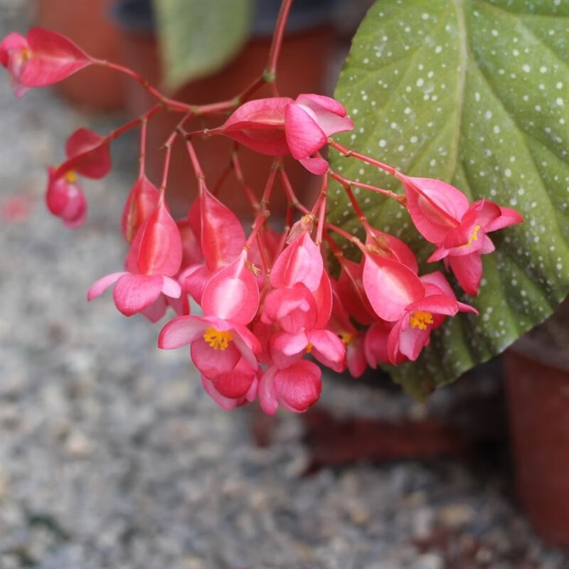 姒桀精选竹节海棠花老桩四季开花盆栽花G卉观花植物室内迷你盆栽 精品大苗1盆(带花) 不含盆