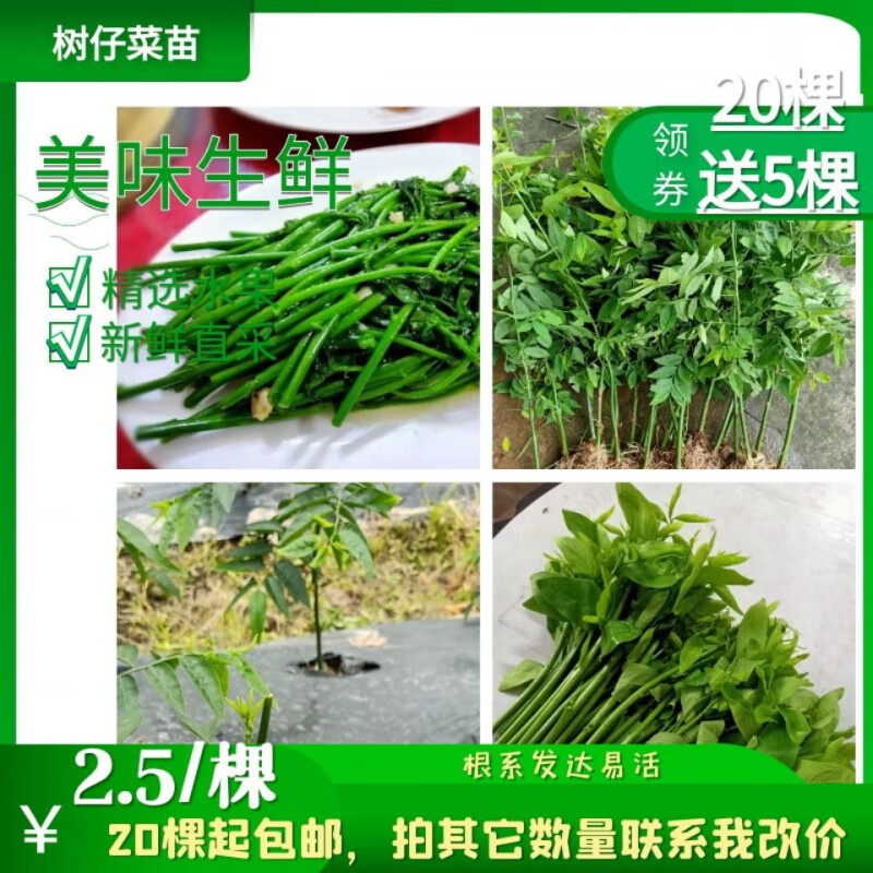 树仔菜苗五指山野菜苗海南野菜苗起新鲜蔬菜 5棵种花盆