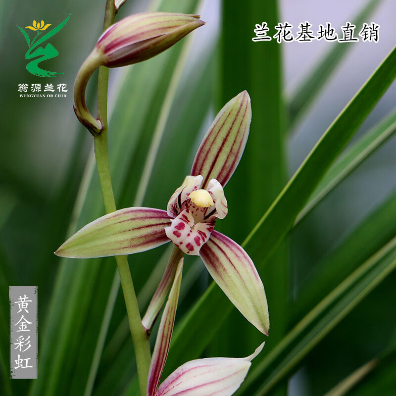 四季建兰黄金彩虹2壮苗*当年开 默认