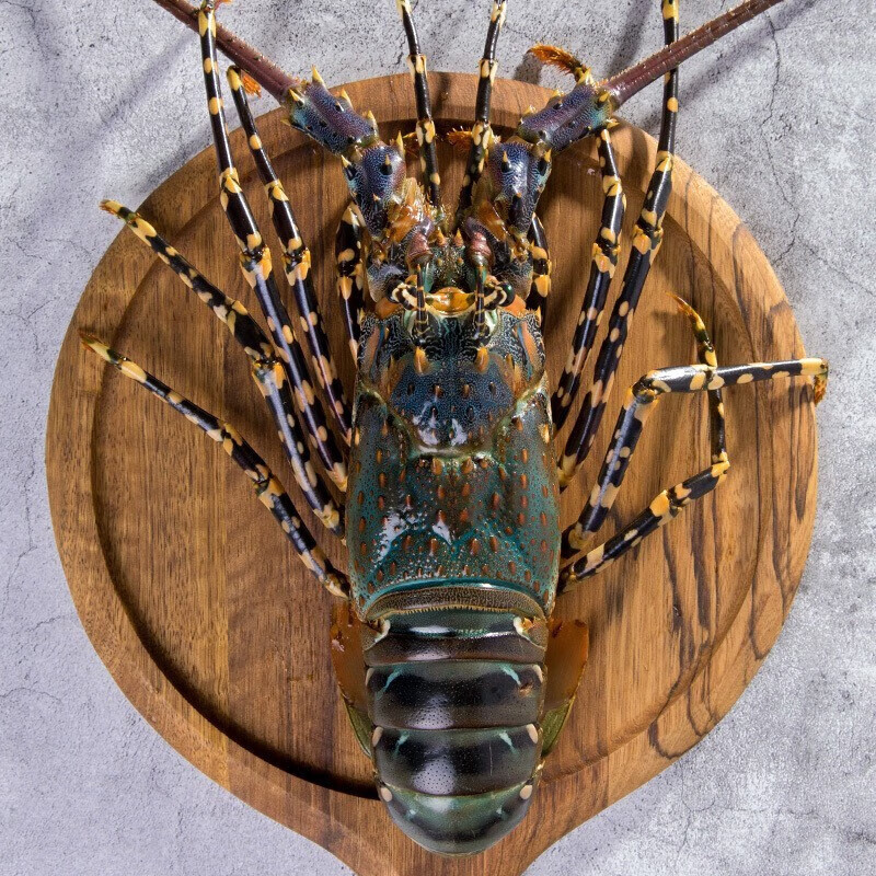 富铭士澳洲龙虾鲜活冻古巴小青龙彩电澳龙小蜜蜂大花龙锦绣龙虾 大花