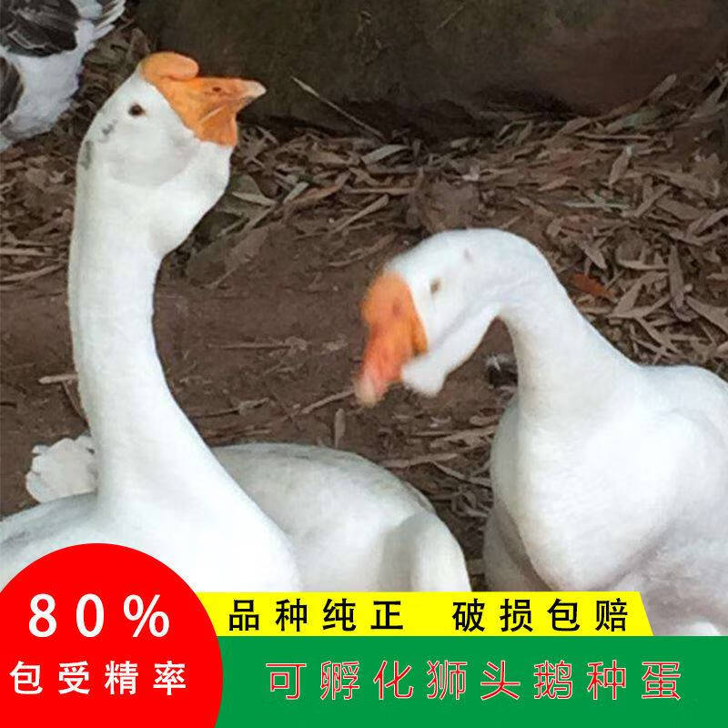 鹅蛋受精蛋种蛋大三花可孵化6枚5枚五龙鹅新鲜四季三花鹅受精鹅蛋 1枚