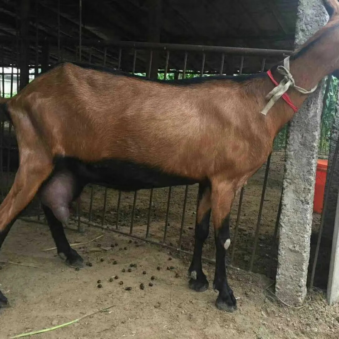 纯种红鹿奶山羊 红鹿羊羔 头胎怀孕红鹿奶山羊