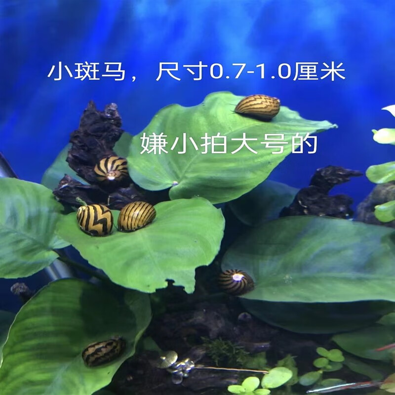 黑金刚螺活体军杀手淡水草缸工具除藻刷缸神器热带观赏螺好养 小斑马