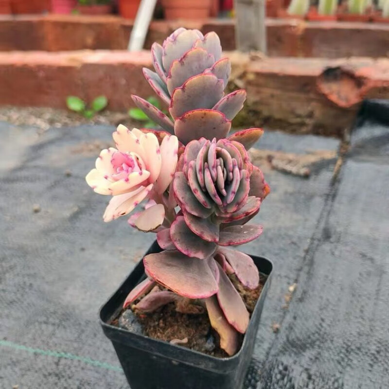 粉色多肉植物蝴蝶之舞锦多头小老桩玉吊钟桌面阳台绿植花卉盆栽 不含