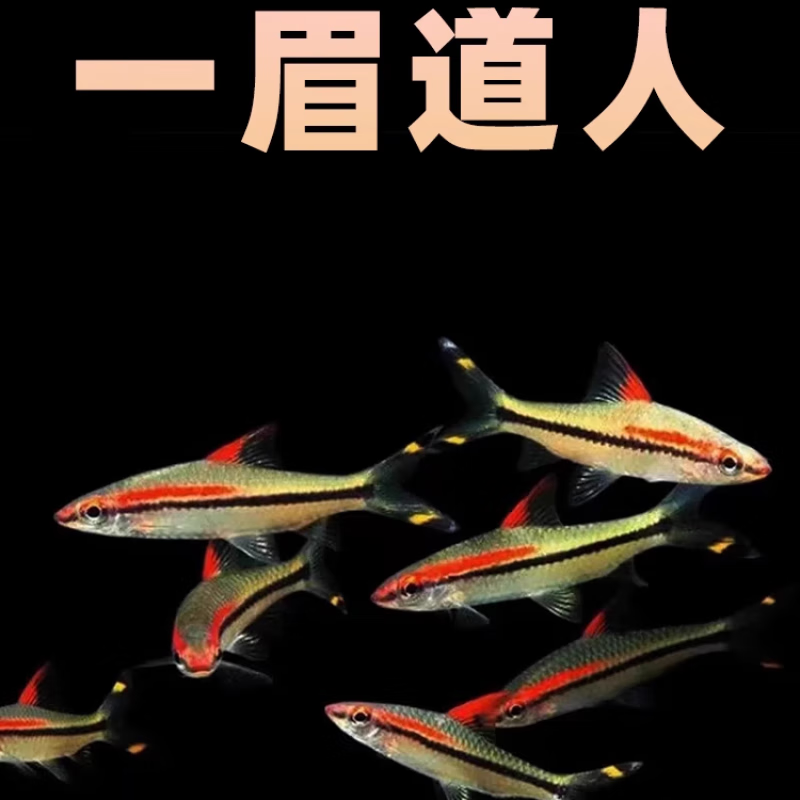 荣郁一眉道人鱼黑影道人鱼草缸群游鱼小型鱼活体热带观赏鱼黑尾大勾鱼