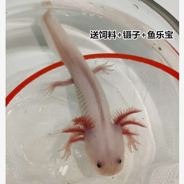 墨一六角恐龙鱼冷水鱼六角恐龙鱼饲料观赏鱼六角活体 粉白龙1条 10-13