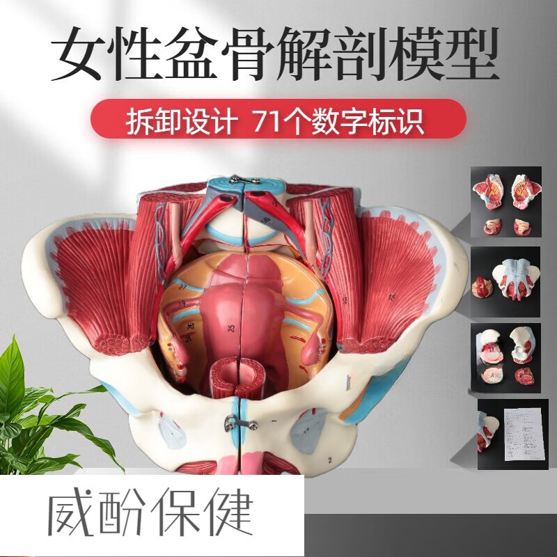 生殖女性骨盆人体解剖神经 生殖女性神经盆底肌带骨盆器解剖模型 剖