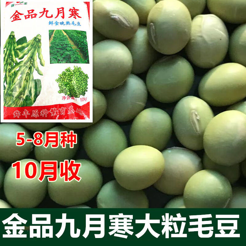 菜毛豆重阳豆蔬菜种子大荚大青豆种 10月可收的毛豆##新品种-500克