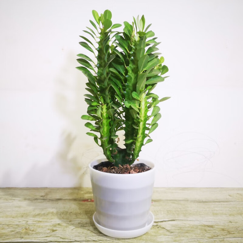 南有竹玉麒麟吸甲醛室内仙人柱巴西龙骨盆栽龙骨花室内花植物 青龙骨