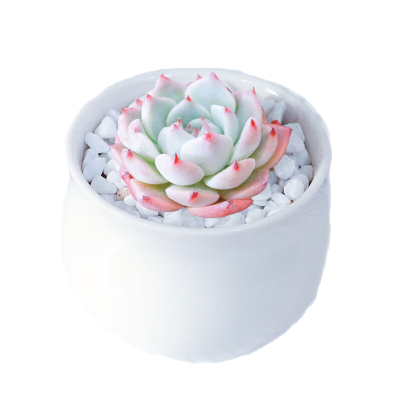 ̩˿⻨ ˮ+С׸մ Դͷֱ    52.5Ԫ5(10.5Ԫ/)