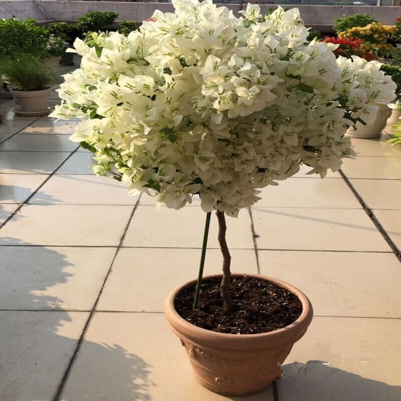 重瓣四季大苗带花发货多色开花易养活 原土发货 白色 白雪公主2棵