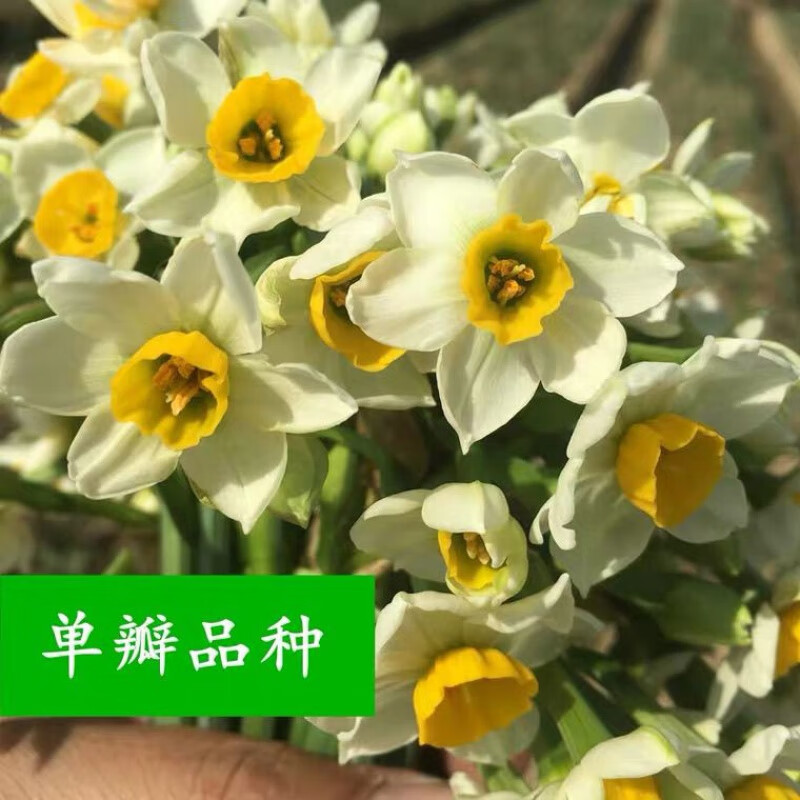 水仙水培花卉植物室内好养重瓣书房懒人鲜花现摘插水即开 单瓣鲜切花