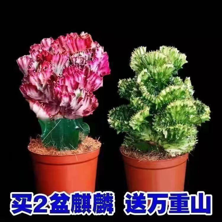 仙人掌盆栽植物办公室桌面造型盆栽 彩麒麟和金麒麟