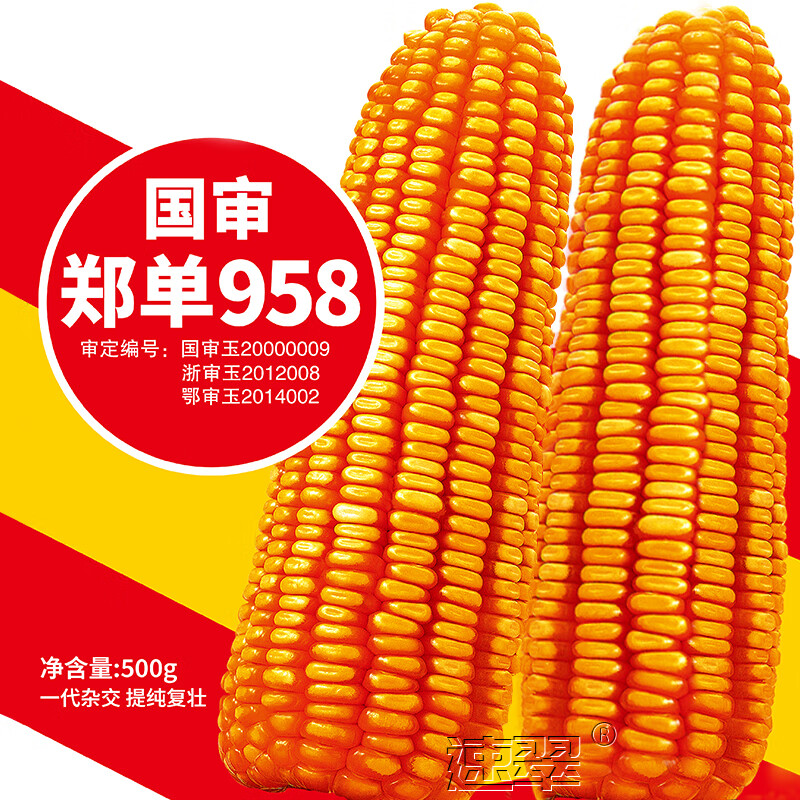 南方矮大棒大田春季早熟耐旱包谷种秋乐喂鸡饲料 国审郑单958玉米种子