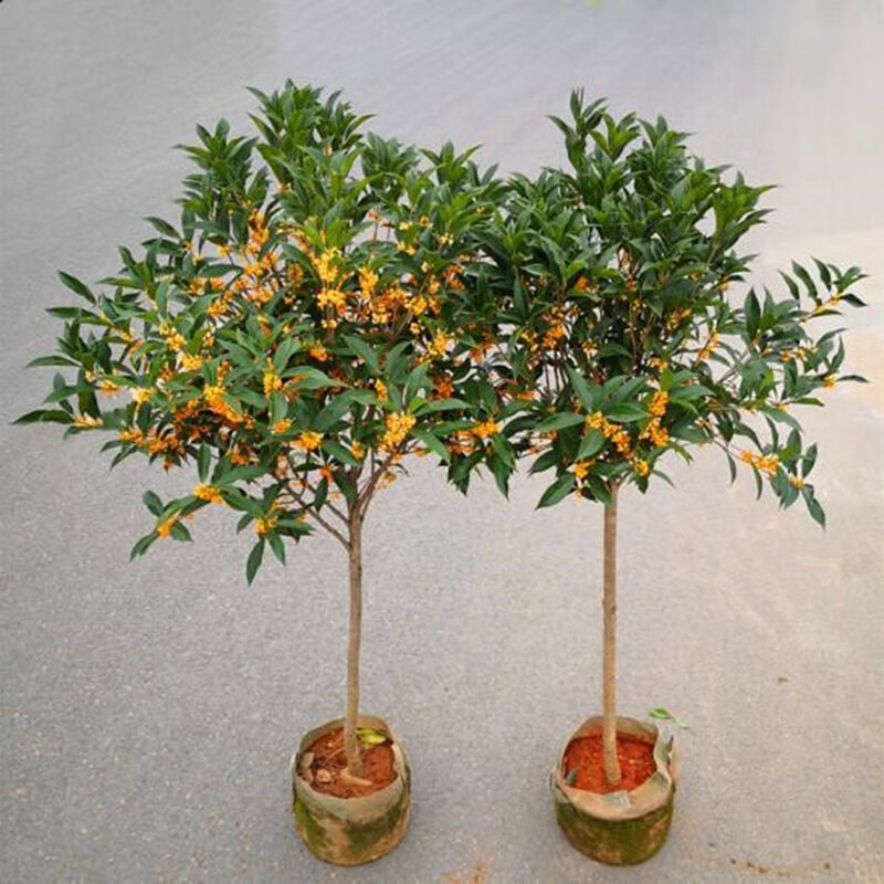 树苗四季浓香大花卉常青庭院原生高杆金丹天香台阁沉香地盆栽 沉香桂