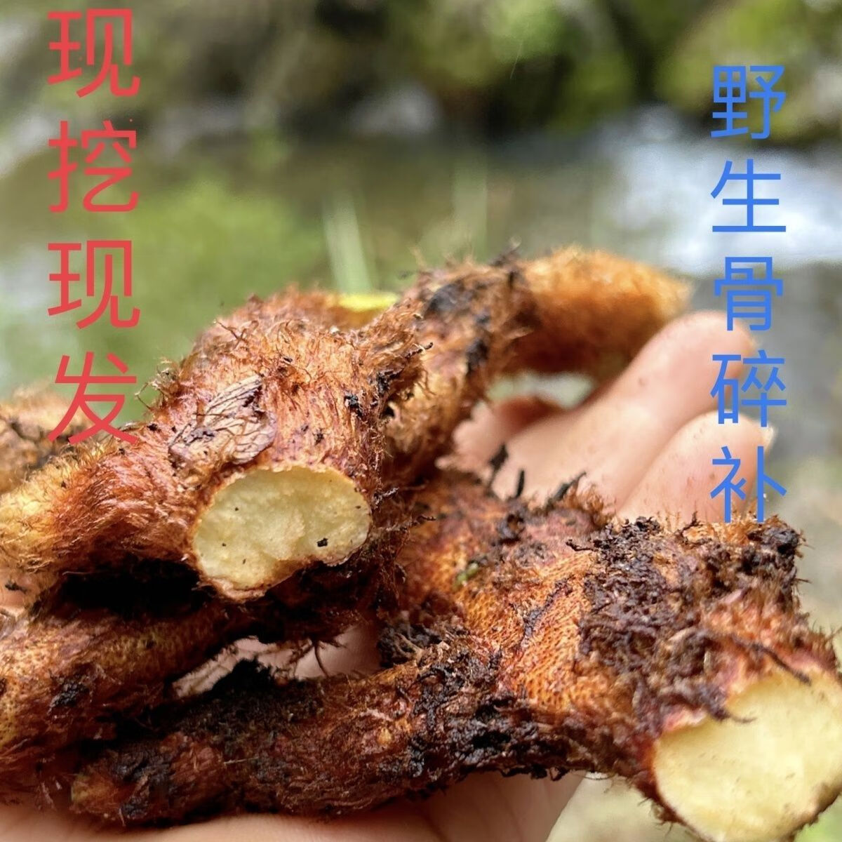 贵州深山野生中药材骨碎补爬岩姜新鲜石岩姜猴姜申姜肉碎补500g 新鲜