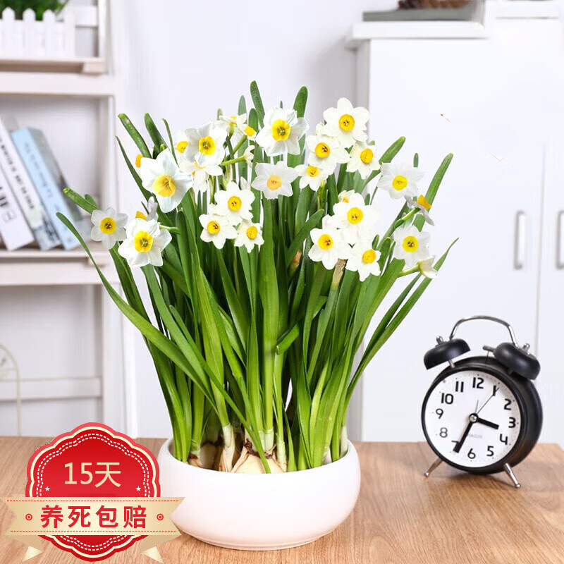 泰西丝 漳州水仙种球室内水培花卉阳台绿植盆栽耐寒水仙花 漳州水仙种球满盆+白色陶瓷盆