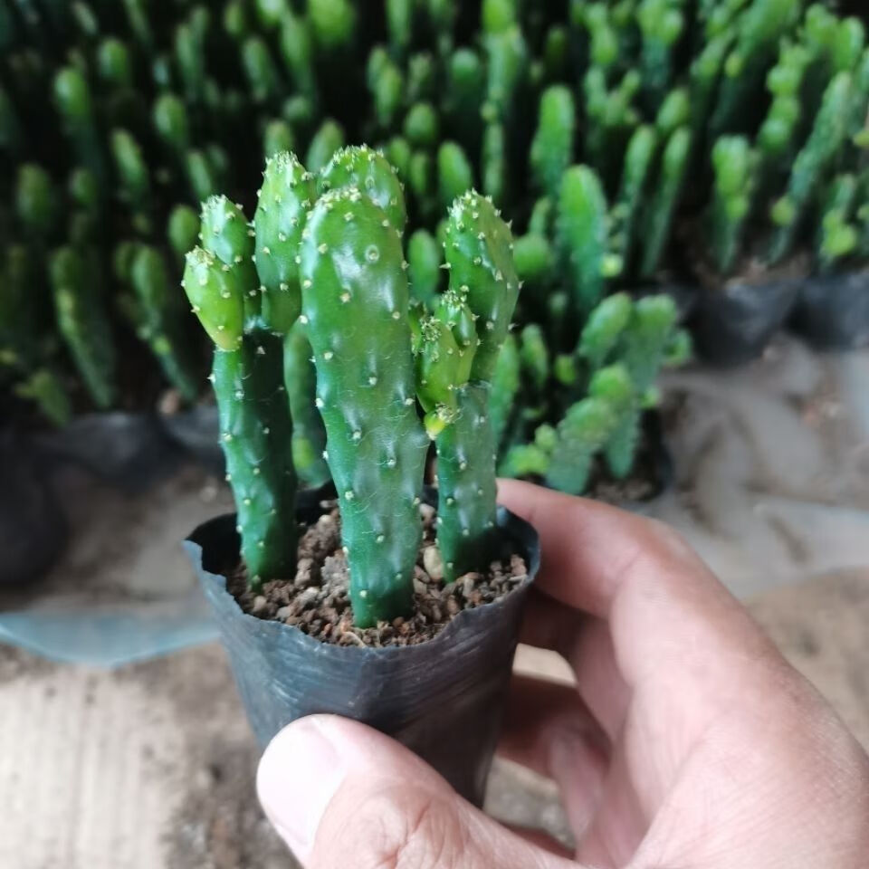 锁季suoji招财手发财树仙人掌招财多肉仙人掌摇钱树盆栽室内办公桌