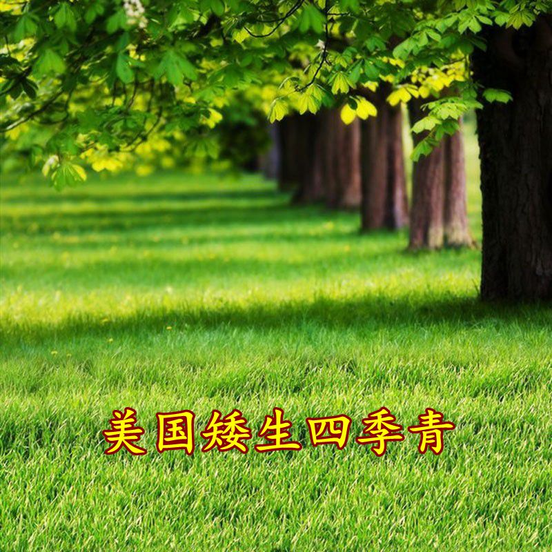 奔奥美国矮生四季青草坪种子不修剪果岭草狗牙根马尼拉护坡草草坪草籽