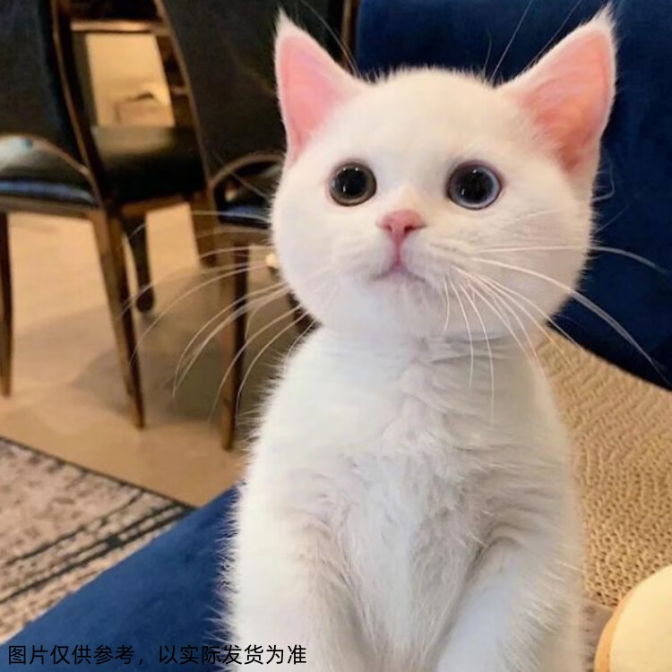 淮爵混血英短银渐层银点白猫活体幼崽白色宠物猫咪活体波斯小猫田园猫