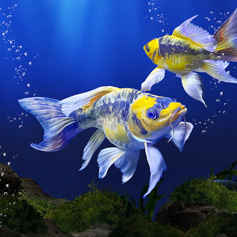 虹弦见玛雅蝴蝶鲤德系大酋长熊猫鲤活球体大尾鳍金