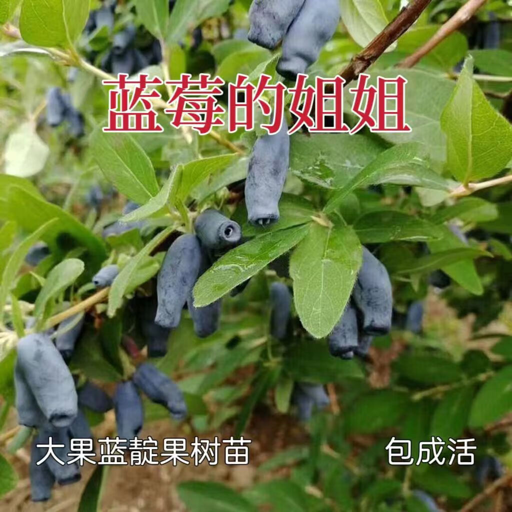 蓝靛果杯苗带土球发货南方北方庭院阳台种植果树大果蓝莓 蓝靛果杯苗2