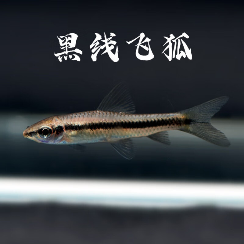 一线飞狐黑线小猴飞狐活体热带观赏淡水工具垃圾鱼除藻黑毛丝毛藻 3-4