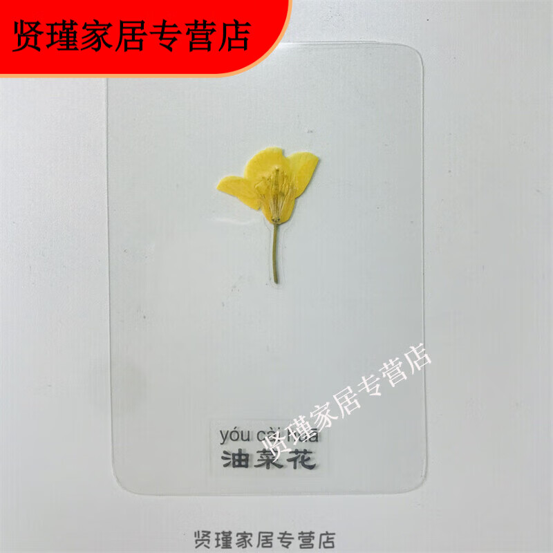默然诺尔植物标本 塑封书签 儿童教学标本 diy干花书签押花标本 油菜