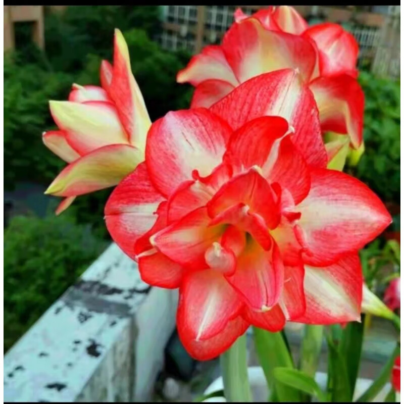 红耐热耐寒荷兰重瓣大种球花卉室内四季开花盆栽易活种球 单瓣妙芙1颗