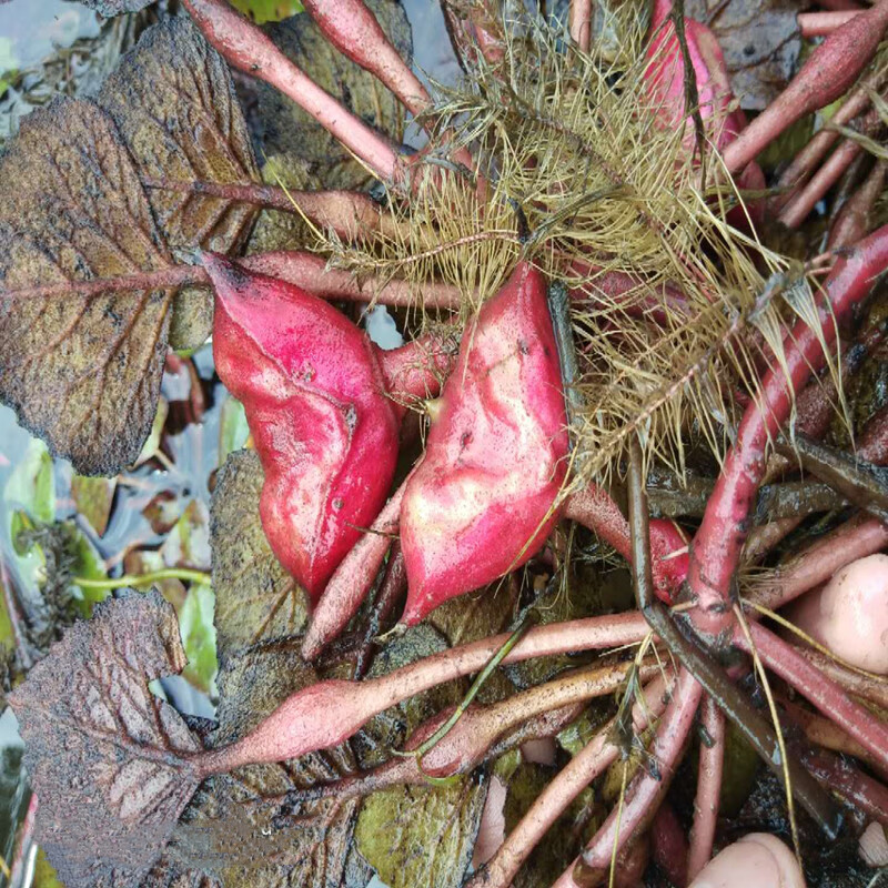 老种子池塘水生植物菱角种子种植青菱角种子蔬菜红菱角种植苗 青菱角