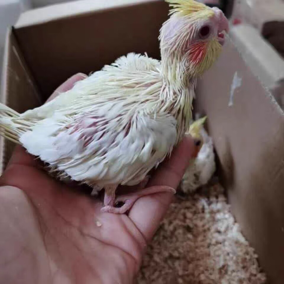 玄凤鹦鹉活体宠物鸟手养黄化玄风雏鸟幼鸟会学说话鸟活物鹦鹉活鸟