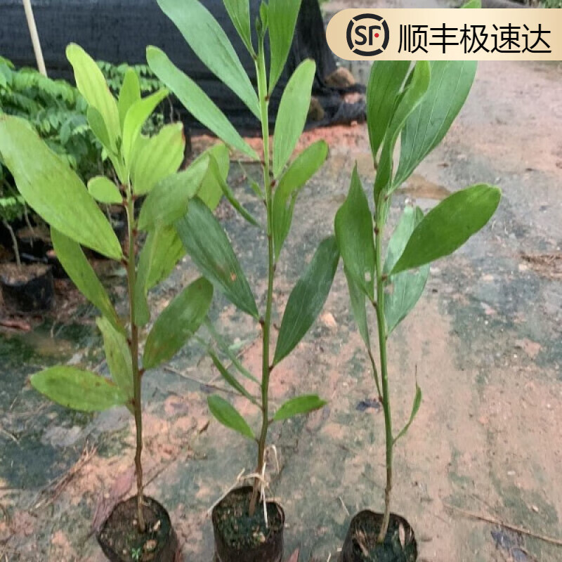 姒桀台湾相思树 大叶相思树苗 易生长耐旱 绿化生态种植庭院 20-30