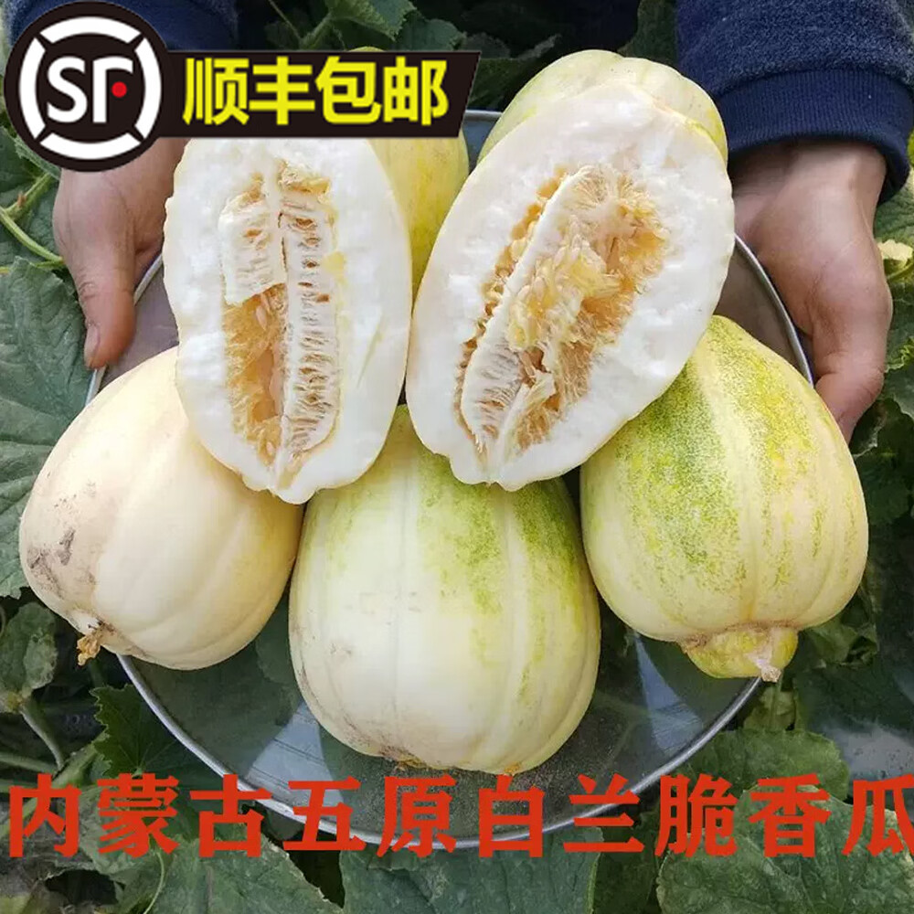 正宗巴盟香瓜 内蒙白莲脆甜瓜蜜瓜10斤发顺丰爆甜新鲜时令水果 5斤 大