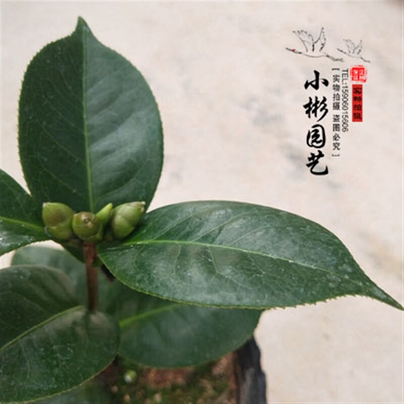 正版云茶情人节山茶花带花苞鹤顶红恨天高拉力皮特金镶玉红山茶花